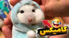 من یه همسترم  سمی ترین سیچان دنیا