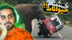 حیوانات رو عصبانی نکنید !! انسانی که تمام چرخه حیات رو بهم زده !!